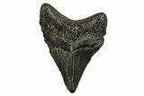 Serrated, Juvenile Megalodon Tooth - South Carolina #353304-1